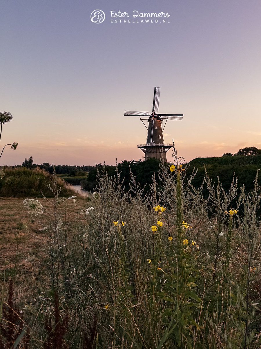 ByEstrella's tweet photo. Ik had al niet zo'n zin om te gaan wandelen vanavond, maar toch gedaan. En dan komt er zo'n jandoedel even lullig tegen me doen. Gelukkig leverde het wel een paar leuke foto's op van #molen De Hoop in #Gorinchem. https://t.co/vWAQHFr5Hh