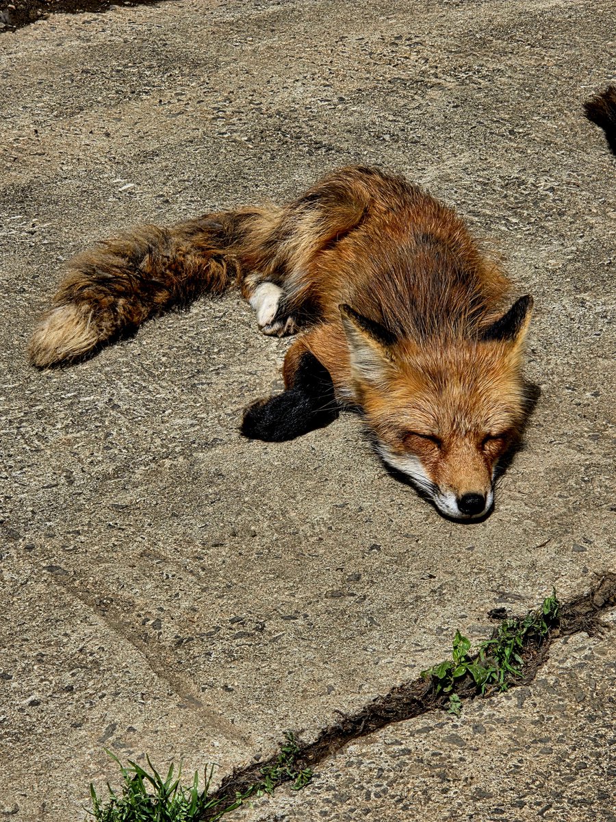 Post by ゆうき🦊 on X: ねむねむきつね