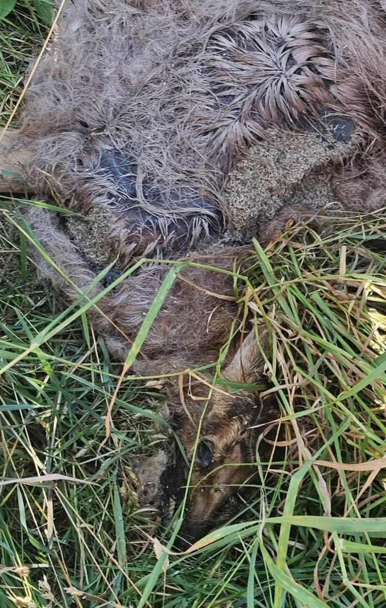 ButlerShamePA's tweet photo. Kayla Reeseman will do anything to an animal to make a fucking dollar. She has killed animals, bred them only to flip them when puppies are weened. https://t.co/ItUmV6HYVK