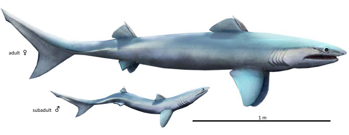 PaleontologieFr's tweet photo. 🦈 Des #fossiles marocains 🇲🇦 révèlent le plus ancien visage complet de #requin (367 Ma).
Ils dévoilent l'anatomie, la croissance et le mode de vie des premiers #élasmobranches, ancêtres des requins et raies.
#Chondrichthyes 

📰https://t.co/pLaIkCAJTb

🔎https://t.co/OgmLGTbaUz https://t.co/mgjaUcVOBi