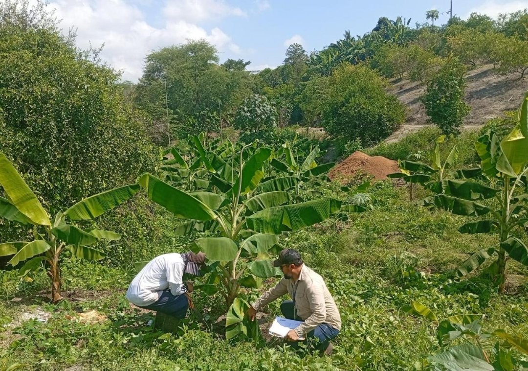 Agricultura_CZ4's tweet photo. #Manabi📍Brindamos asistencia técnica en agricultura sostenible, en implementación de prácticas que protegen los suelos, aseguramos la vitalidad de la tierra para las próximas generaciones. Con innovación y apoyo en cada territorio, juntos estamos sembrando un Ecuador próspero. https://t.co/zCtR7cdsDE