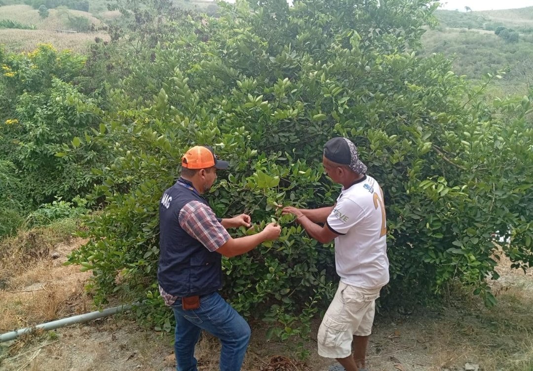 Agricultura_CZ4's tweet photo. #Manabi📍Brindamos asistencia técnica en agricultura sostenible, en implementación de prácticas que protegen los suelos, aseguramos la vitalidad de la tierra para las próximas generaciones. Con innovación y apoyo en cada territorio, juntos estamos sembrando un Ecuador próspero. https://t.co/zCtR7cdsDE