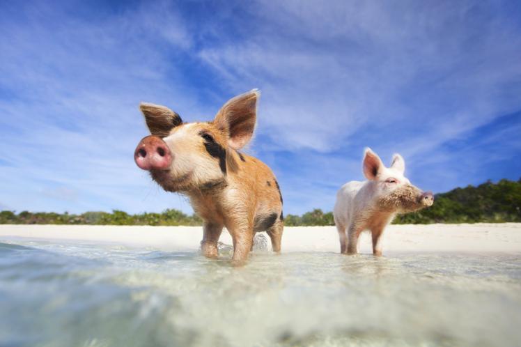 ArtsVoyage's tweet photo. 7/10 #TheBahamas #IndependenceDay It's so beautiful here, even the #pigs like to go for a dip! @VisitTheBahamas #swimmingpigs https://t.co/wgadyM3vS5
