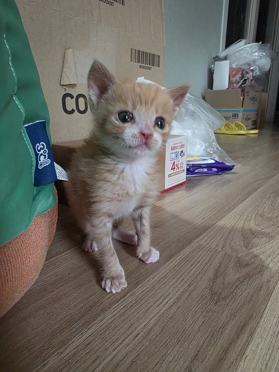 chochocho1909's tweet photo. 감자 굿모닝~잘잤어요 감자 하루 시작해요 https://t.co/Axk7uKPhHM