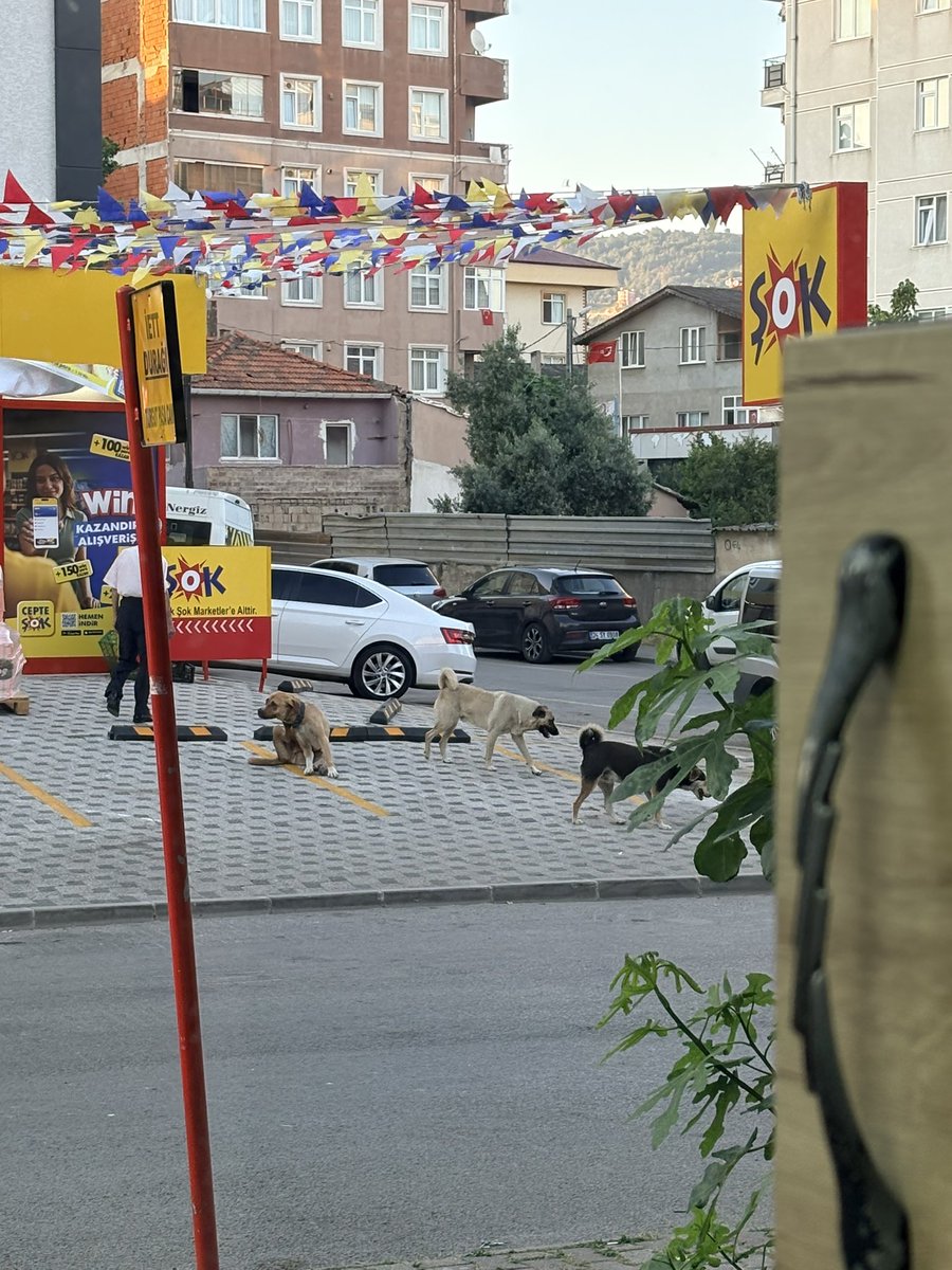KopekTehlikesi's tweet photo. Başıboş köpeğin tasmalı olmasına dikkat edin. Düzenli besleyenler var. Pendik'deki başıboş köpek sorunu artık çözülmeli. @Pendik_Belediye @ahmetcinpendik @TC_istanbul @gul_davut

Pendik Hudut Cad. https://t.co/bYA22jhzvT