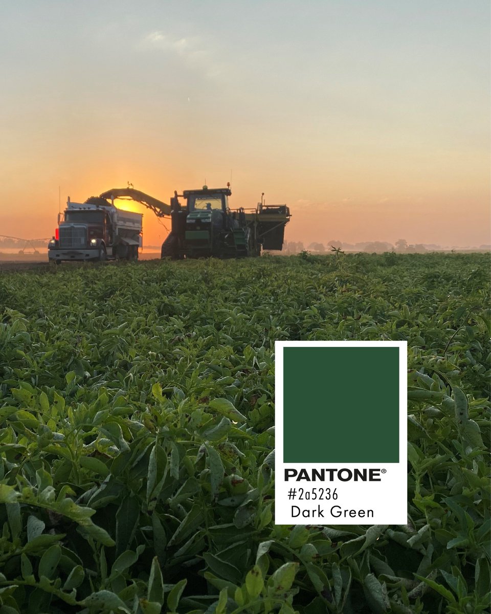 css_farms's tweet photo. 🌱 Before there’s a brand, there’s a field.

The inspiration for the CSS Farms brand starts in the fields we care for every day. Our colors aren’t just chosen—they’re grown. 💚🥔 https://t.co/SLLFtdRXH4