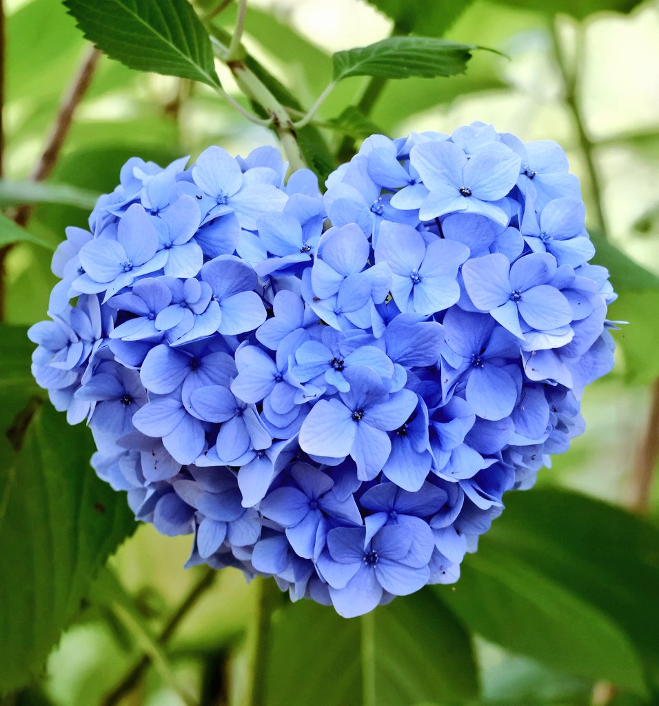 ebimamajunko's tweet photo. ハート♡に 見える？かなっ
　　　　　〜 ハートの紫陽花 ✨ https://t.co/6yr6hzWywB
