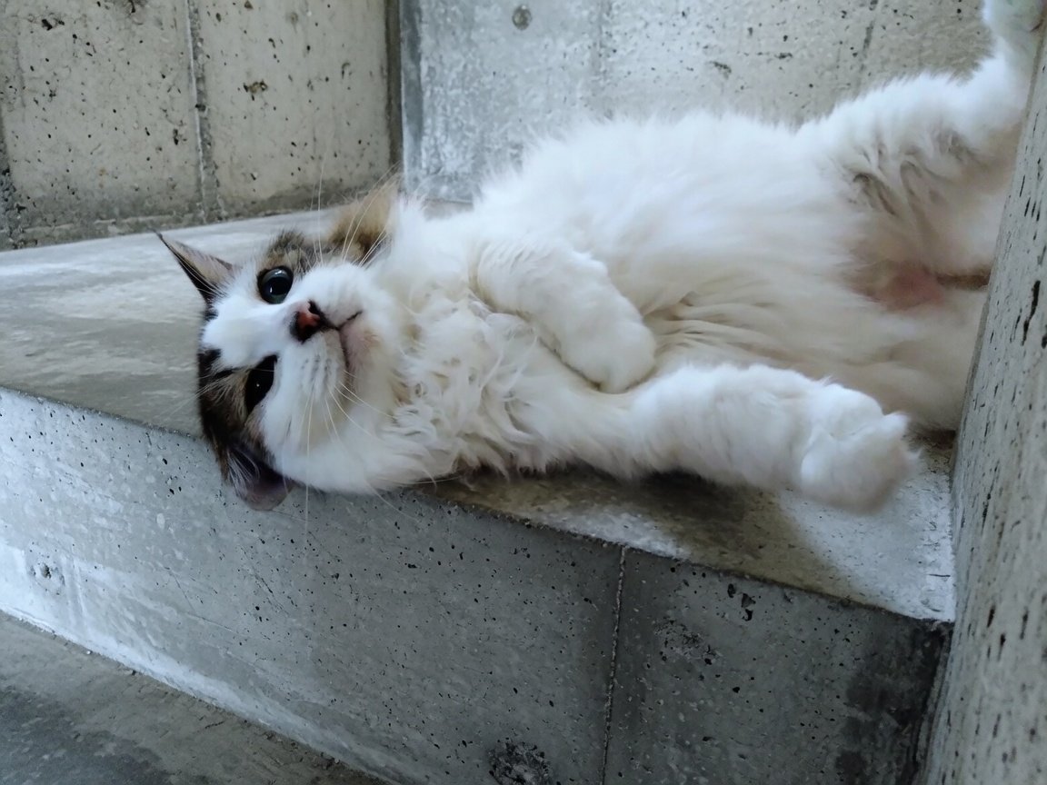 tz8g's tweet photo. #猫のいる暮らし
#ねこ #猫 #cats #キジシロ猫 #もふもふ #ねこのきもち https://t.co/Ob7JoqAPkF