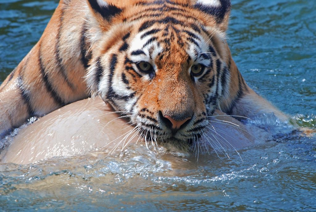 Tiger tweet media