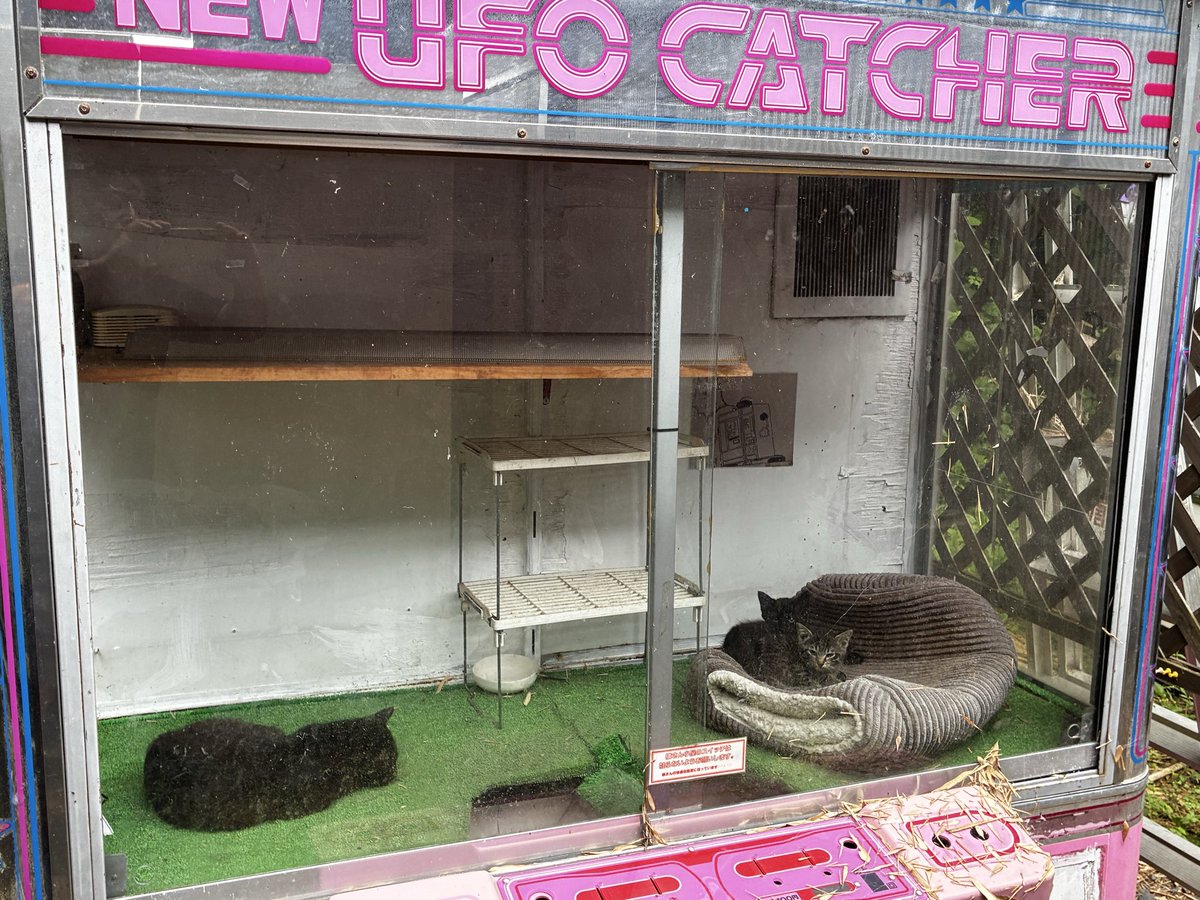 zihancorner's tweet photo. 廃NEW UFOキャッチャーに住む黒猫家族 https://t.co/oIc12jkwuW
