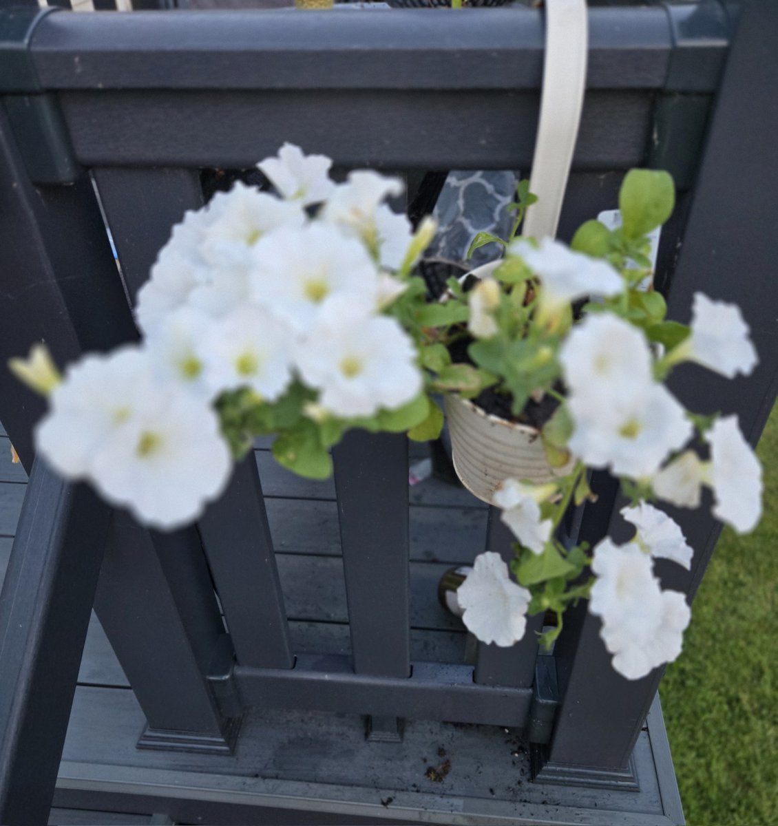 simonclytham's tweet photo. Everything is blooming- fab https://t.co/GsZPXDL7PV