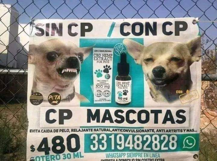 Sannsii's tweet photo. el perro del maau https://t.co/yt20Y8VhM4
