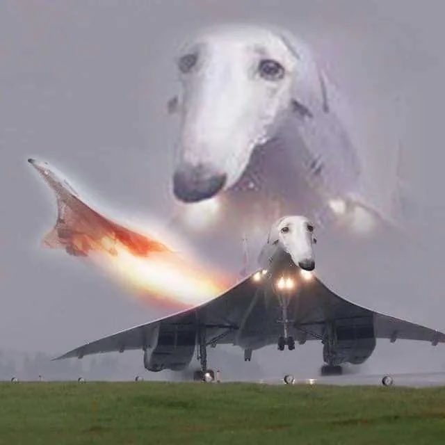 RedEyesWatcher's tweet photo. @_Slyolfox those r the peakest of dogs https://t.co/jRy3cEsqol