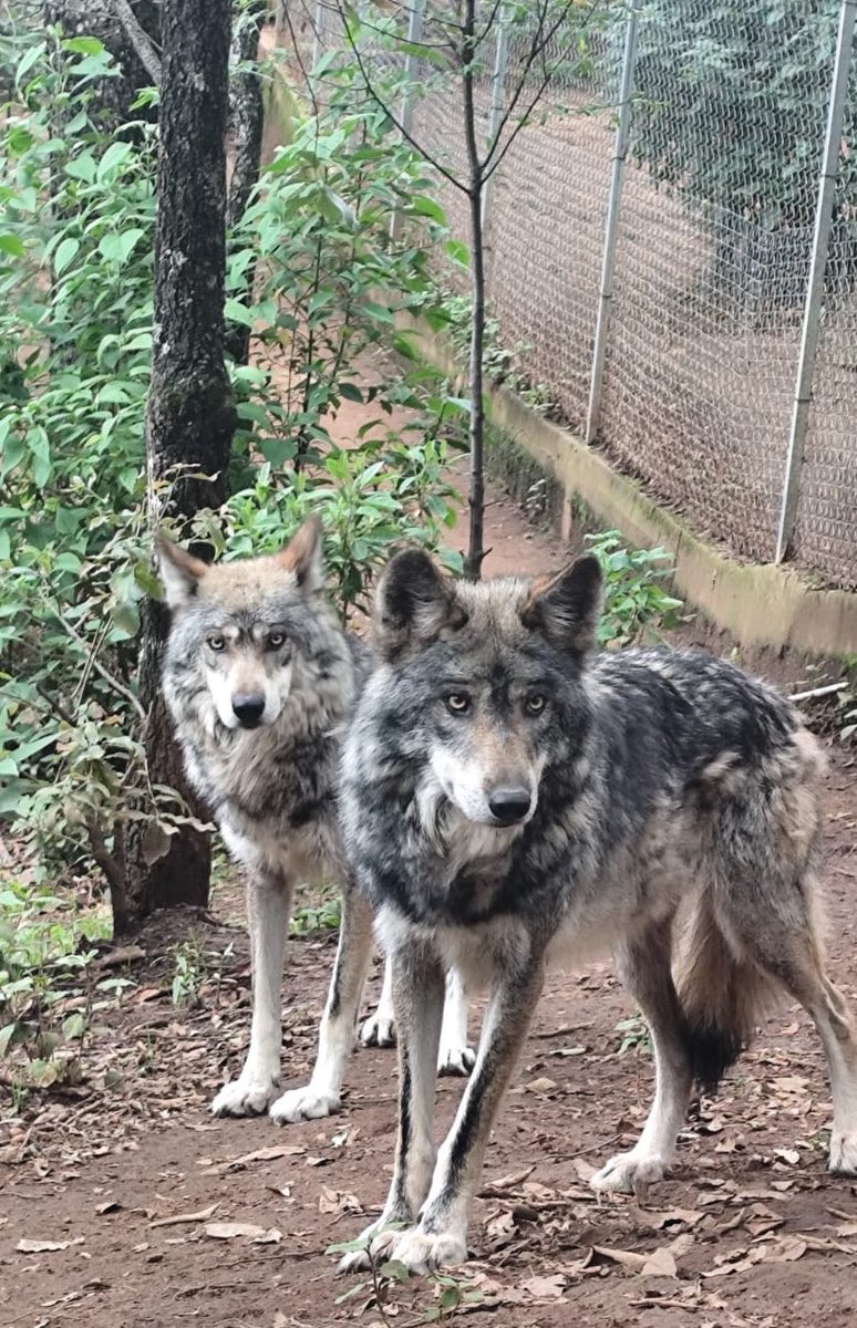 extincion_cero's tweet photo. Valko y uno de sus hermanos. Muchas gracias a la comunidad de @Love_Deepspace y a @_hikariko57 por darnos la oportunidad de que aprecien y se concienticen de que los lobos en vida real, también merecen un futuro.
#Valko #bringvalkoback #bringbackvalko #LADSFORVALKO #SaveTheLobo https://t.co/ON9Vo0nruF