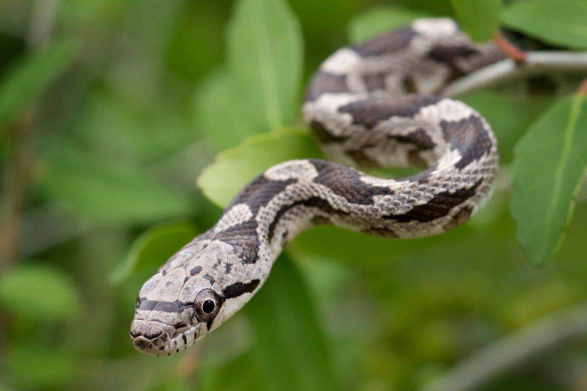 TrishPullinHome's tweet photo. How to Spot Venomous Snakes, Spiders and Scorpions https://t.co/NuWUTjIel2 https://t.co/Pf3DjMlN8J