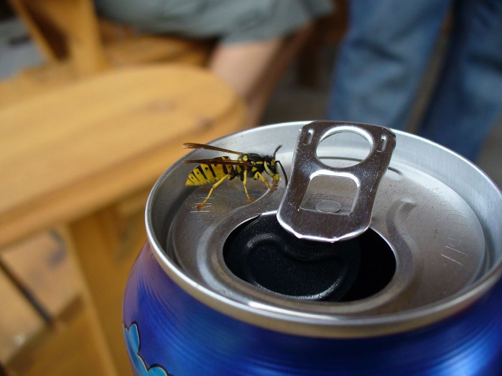 giveashitnature's tweet photo. The yellowjacket that just dive-bombed your drink isn't being irrational. It's hangry, and you've got the sugary stuff it's after. 

All summer, yellowjacket workers have been hunting protein, caterpillars and flies and beetles, to feed the larvae in the nest. The larvae pay them back with a sugary secretion. Everyone's fed. In this phase the workers are focused and largely indifferent to humans.

August ends that arrangement. The queen has stopped laying and the larvae have pupated. With no more grubs, there's no more sweet secretion. A colony of tens of thousands of workers suddenly has no internal food supply and the only calories available are the ones they can find outside.

They're not more aggressive because they hate you. They're more aggressive because the colony is weeks from complete collapse and they're running out of time. By October every worker will be dead. 

The practical thing is to keep drinks covered and food sealed, stay calm because swatting triggers defensive stinging, and know that the insect ruining your picnic right now spent all summer eating the caterpillars damaging your garden. 

That angry yellowjacket is weeks from the end, and it knows it. Give it a little grace and a little space.