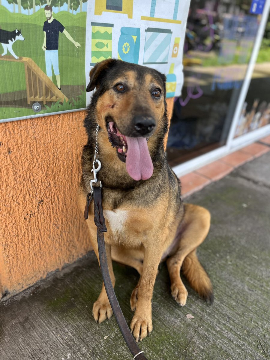𝙷𝚎𝚕𝚊 𝙼𝚘𝚛𝚎 🐶 tweet media