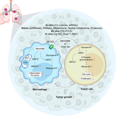 Cell Metabolism tweet media