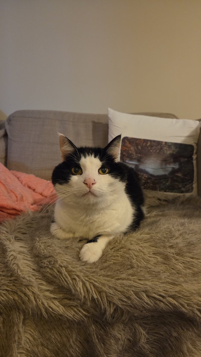 Y0runa_'s tweet photo. @blz_nero I grew up surrounded by cats. This is my current baby. He's the best. https://t.co/yvz2nKIvgR