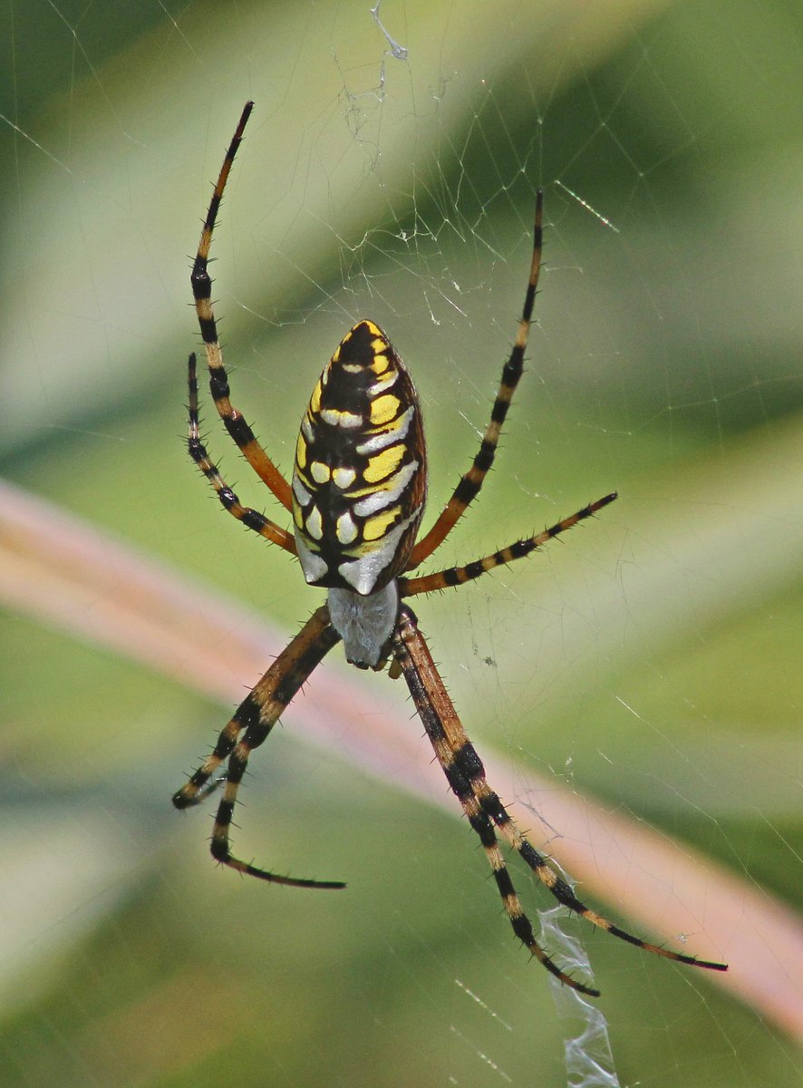 giveashitnature's tweet photo. That large black and yellow spider in your garden didn't just show up overnight. She's been hanging around your yard since spring. She's finally just big enough to notice.

Argiope aurantia hatches in spring at the size of a pinhead and spends months growing. By August she's at full size, sometimes three inches including legs, with a web large enough to finally catch your eye. 

She's been eating grasshoppers, beetles, wasps, and moths since June. She's not interested in you. A bite, which requires picking her up and frightening her, is roughly comparable to a bee sting and she has no venom of medical significance. 

What she wants is to sit in the center of her web and do what she's been doing all summer.

By October she'll be dead. Before she goes, she'll lay an egg sac containing several hundred eggs. In spring it opens, her sons and daughters disperse through your garden, and the whole cycle begins again until next August when you notice them all over again.
