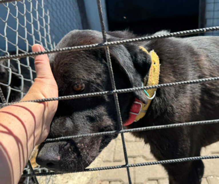 DogDeskAction's tweet photo. Time for us to log off now, leaving you with this beautiful picture

Rescue dogs have so much love to give, they just need a chance, would you be that person?

#adoptdontshop https://t.co/f6BjqlHCIk