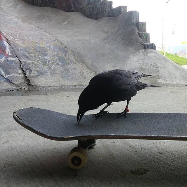 crowsluc's tweet photo. https://t.co/dzezP9btOw
