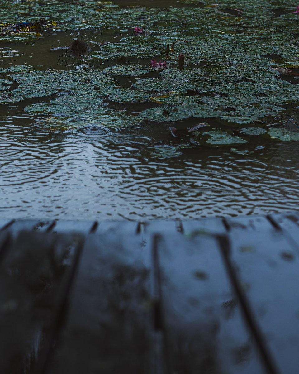 worldclick56's tweet photo. Rainy Day 🌧️🍃 https://t.co/fkJKln0UHz