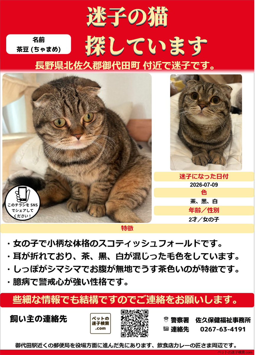 maigo_chamame's tweet photo. おはようございます。
たくさんの反応、拡散、暖かいコメントありがとうございます

御代田町で行方不明になった猫･茶豆はこれまで1度も外に出たことはなく、小柄で控えめな性格のため非常に心配しております。

何かお心当たりがありましたら、ご連絡いただけますと幸いです。 
#御代田町  #迷い猫 https://t.co/cDaPfjG2Nk