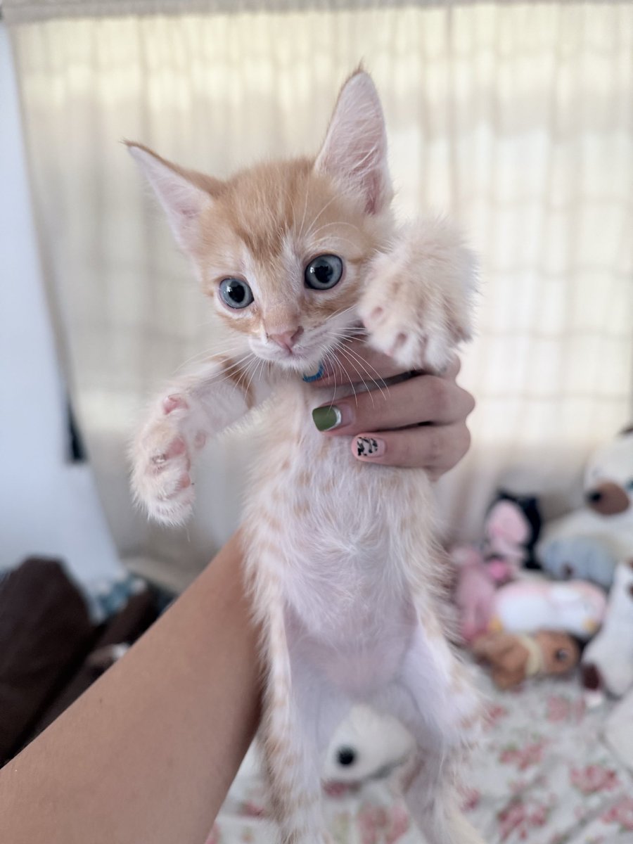 fri_avila's tweet photo. Ola, si son de mty y kieren un gatito tengo estos en adopción, se los doy en 10 días q cumplan 8 semanas https://t.co/KMDh73NubI