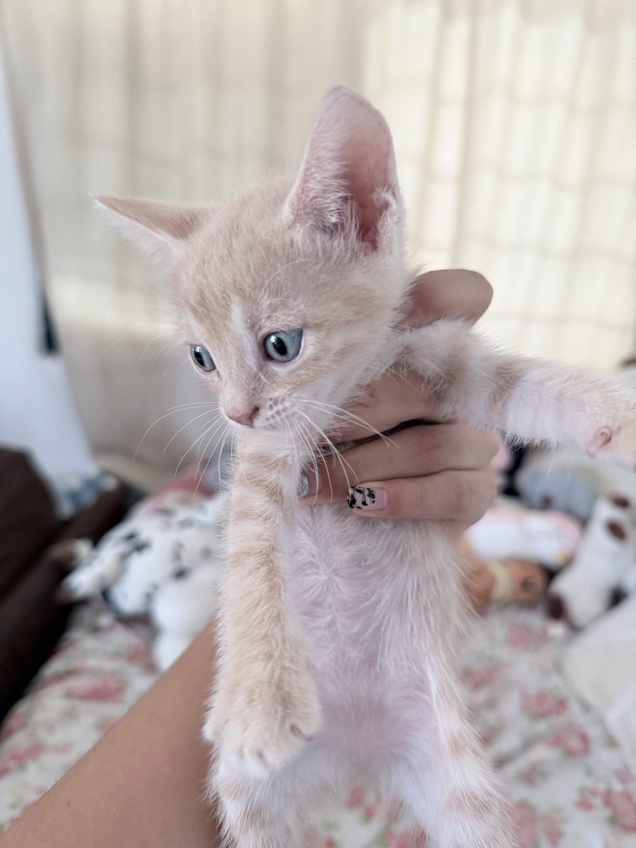 fri_avila's tweet photo. Ola, si son de mty y kieren un gatito tengo estos en adopción, se los doy en 10 días q cumplan 8 semanas https://t.co/KMDh73NubI