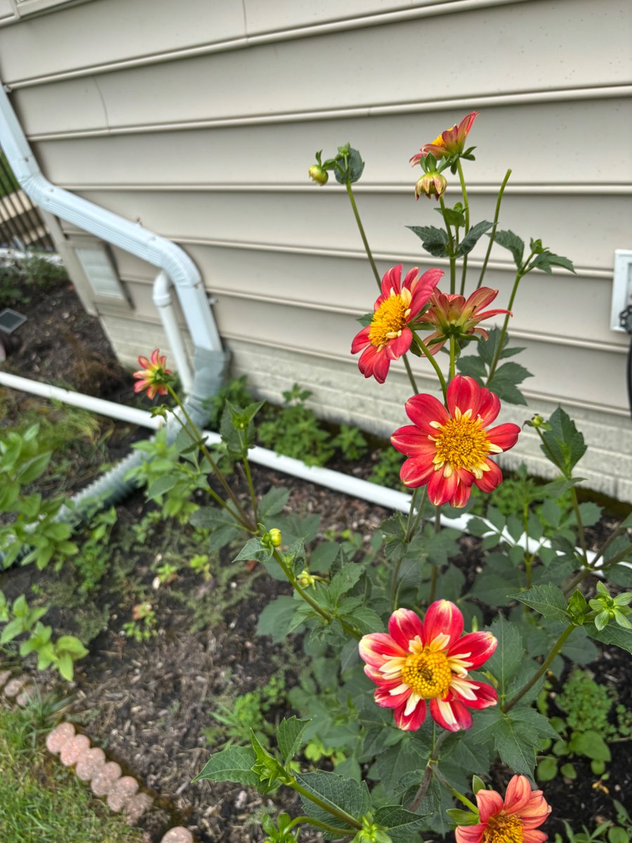 akjergaard1's tweet photo. High summer blooms… almost worth the humidity https://t.co/E6GYcMKQlf