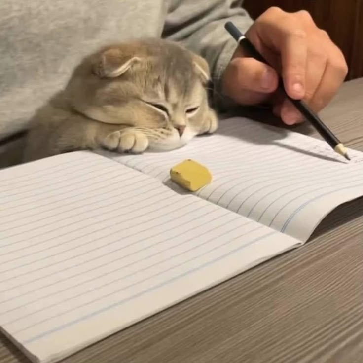 nekocatts's tweet photo. SO tired 🥲 https://t.co/GC91YKWzyx