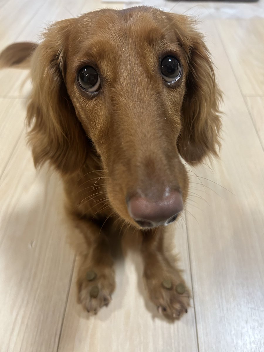 ダックス