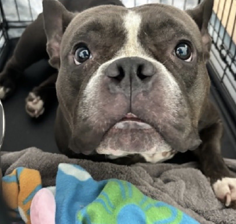 MoishesMom's tweet photo. 🚨 🆕 Abandoned Bullygirl NYC 🚨

Stelluna is a 6️⃣ year old gal who arrived at the Queens Pound in NYC 5️⃣ days ago…she’s 5️⃣1️⃣ pounds….

I bet she’s a Low-Rider Bully girl 💞

Stellaluna’s Bio ℹ 🔗 ⬇️

https://t.co/uG1IPzvBEW

How can you look into her eyes and not want her in your 🏡 

She’s beyond precious 💞💞💞💞

DM @notthesameone2 to start your application for adoption 🙏🏻💞💞🙏🏻