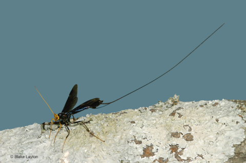 giveashitnature's tweet photo. August is peak wasp season and almost everything you think you know about them is based on five species out of 18,000.

The wasps people fear all come from one family. Less than one percent of wasp species on the continent. The other 99 percent are solitary, and right now in August they are doing some of the most important pest control work of the year.

The mud dauber finishing her nest on your porch eave has been stocking each clay cell with paralyzed spiders, sometimes including black widows, for a single larva. 

The egg hatches within days, the larva eats the spiders, and the developing wasp may remain protected inside the nest until the following season. She built the whole structure alone and is extraordinarily unlikely to sting you because she has no colony to defend.

The braconid wasp, elusive and rarely seen, is laying eggs inside the tomato hornworms on your plants right now. The larvae feed from the inside, emerge through the skin, and spin the white cocoons you might mistake for eggs. 

Those cocoons hatch in under a week into a new generation of wasps that immediately go looking for more hornworms. The caterpillar you kill when you find it covered in white growths takes out the next wave of pest control with it.

Ichneumon wasps, a worldwide group containing more than 25,000 described species, including roughly 5,000 in North America, are parasitizing caterpillars, beetle larvae, and other insects in your trees and garden.

The wasp that stocked your eave, parasitized your hornworm, and hunted your garden pests all summer never introduced itself. It didn't need to.