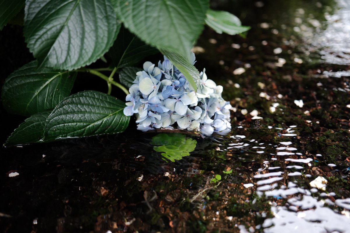 hidorikamo's tweet photo. おは紫陽花
こちらの紫陽花はそろそろ終わりです https://t.co/uyCbbt5Ifc