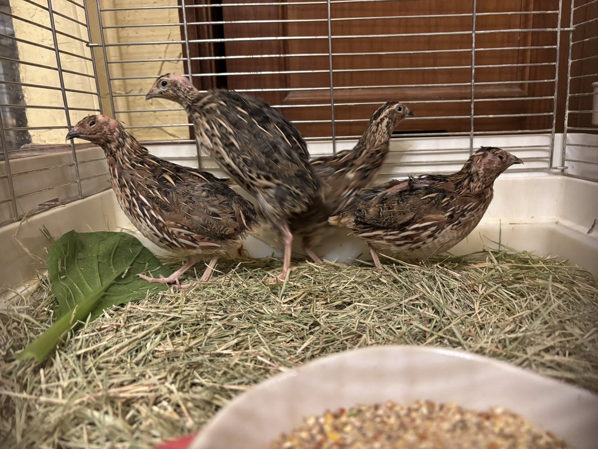 bono2019's tweet photo. うずら20羽里親募集中

室内飼いできる方、入会不用
こちらまでお願いします。
　　　　↓
https://t.co/UjWTU3rc4J https://t.co/LG7jbZfGkO