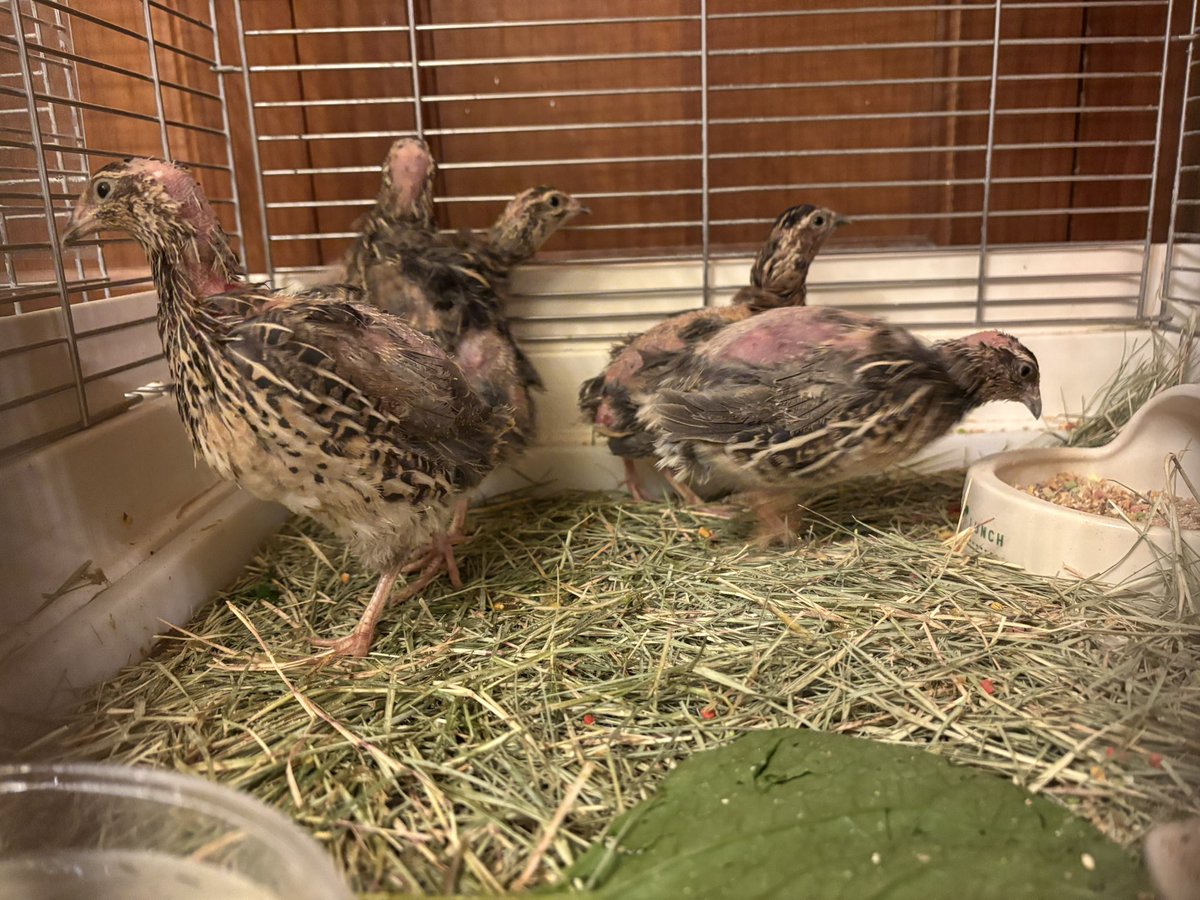 bono2019's tweet photo. うずら20羽里親募集中

室内飼いできる方、入会不用
こちらまでお願いします。
　　　　↓
https://t.co/UjWTU3rc4J https://t.co/LG7jbZfGkO