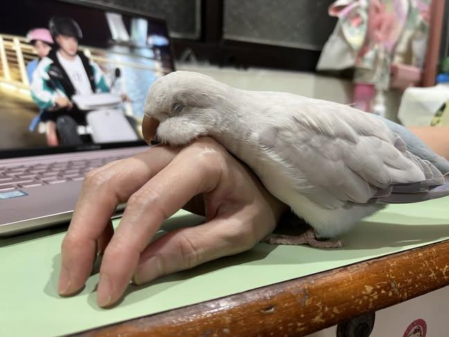 birdscolour56's tweet photo. Mom's hand is now my bed 💤❤️ https://t.co/oNuYhuV4Yu
