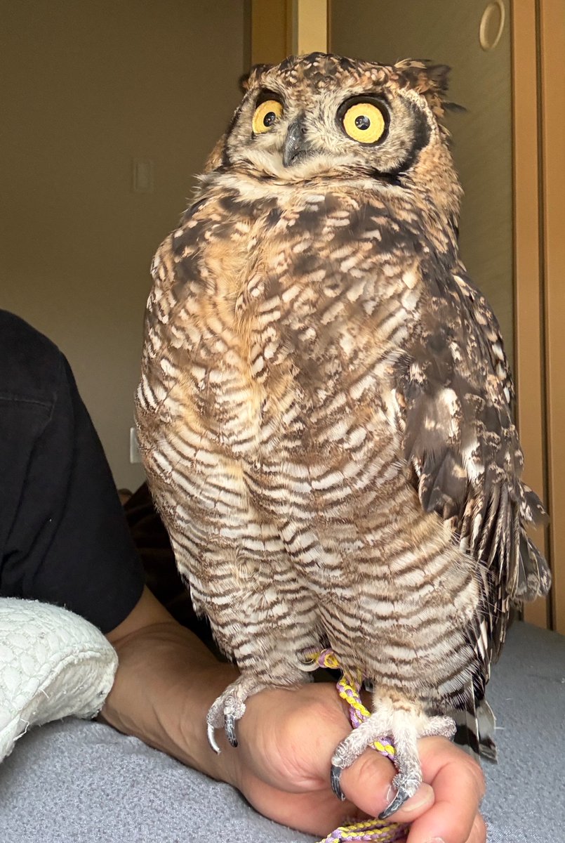 Barn_o_w_l's tweet photo. おはようございます☀
起きてーっ手をついばんできて起こしてもらった🦉
外を見たかったんだな。外を見て落ち着きました
#アフリカワシミミズク https://t.co/yWGWuDIo5F