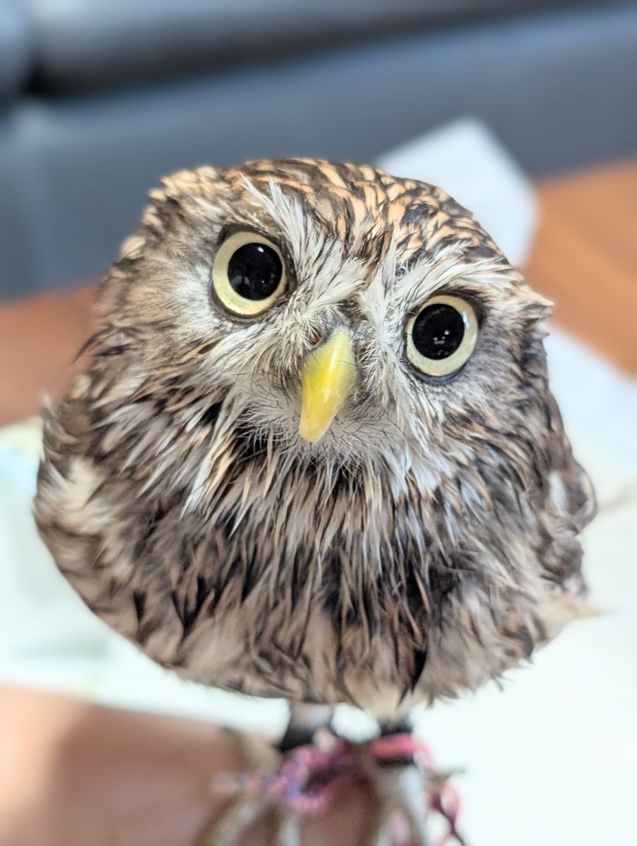 kokinmemimi's tweet photo. 🦉「主、げんき？」
って聞いてくれてるみたい🥹元気だよ🩷 https://t.co/1xz6cHRtHt