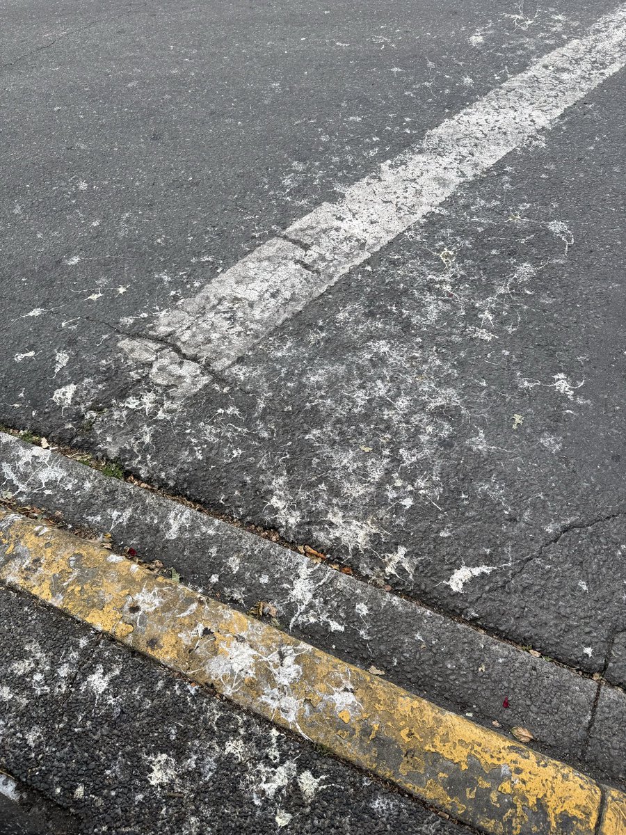 wdbowkett's tweet photo. The persistent and ongoing neglect of Downtown by @CityOfVictoria is a shame. For years we’ve been asking for regular power washing during the summer to keep the heart of our city look respectable (& stink less in the heat).  We have legions of staff working in the City. Let’s get them out behind desks!