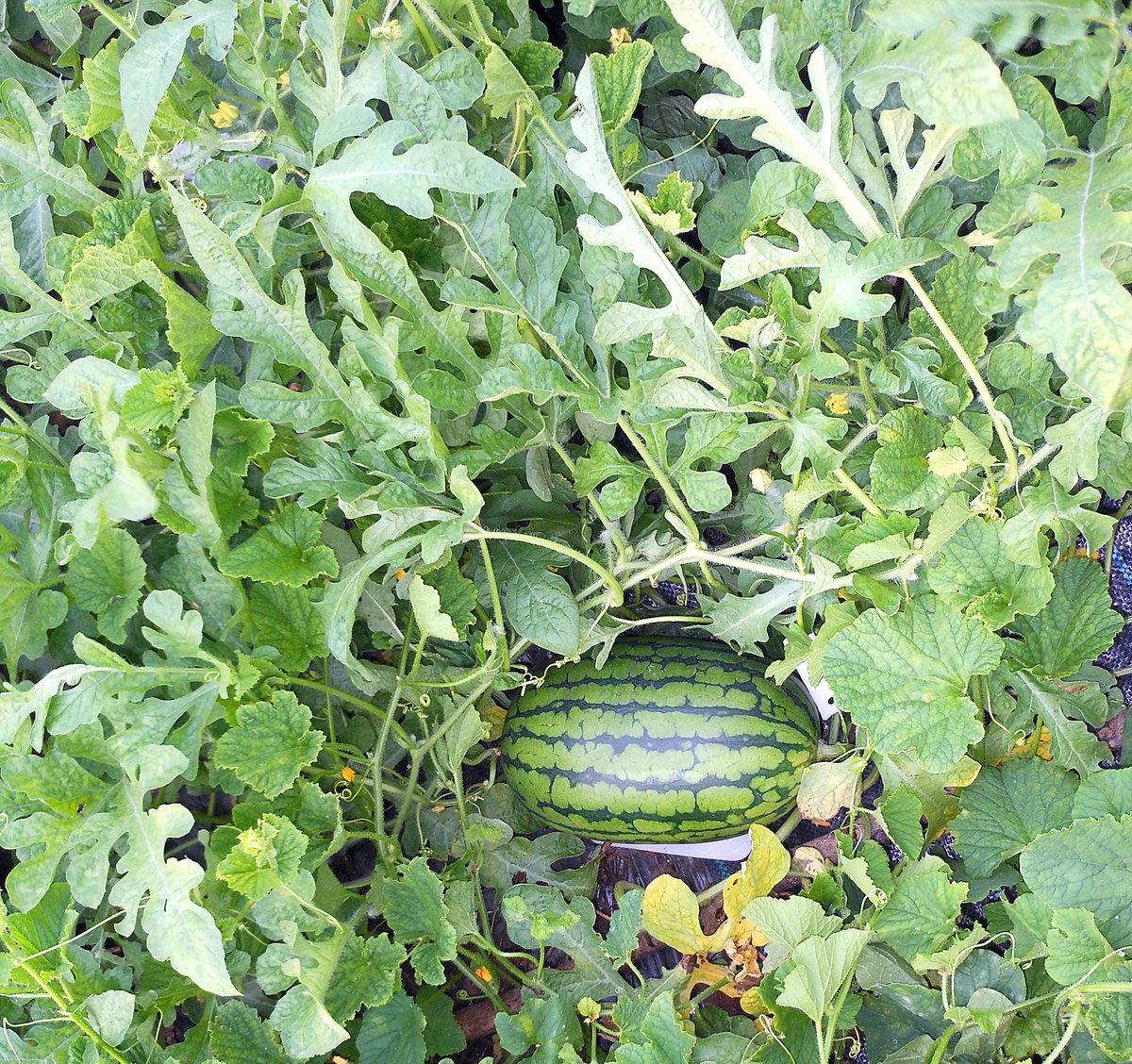 __raimu______'s tweet photo. 今季スイカ初収穫🍉
小玉品種で3.5㌔だった https://t.co/wKCdcU3iCm
