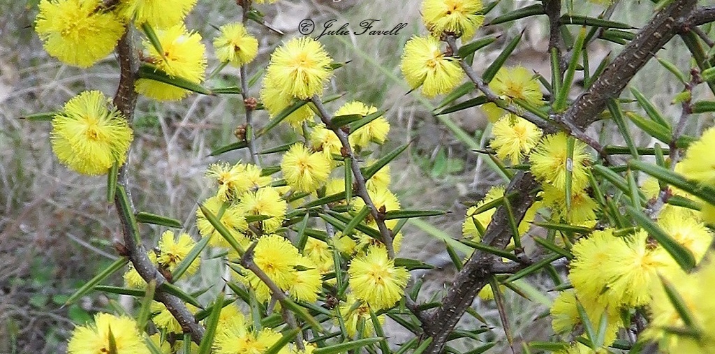 info_leg's tweet photo. Flowering now - Acacia asparagoides, Erect or spreading shrub 0.3–2 m high, Inflorescences 1 in axil of phyllodes on an axis to 0.5 mm long; peduncles 1–3 mm L,  15–30-flowers, bright yellow. Pods shallowly to strongly curved, , 1.5–5 cm long, 2.5–4 mm wide, https://t.co/LY8W4p6ZhW