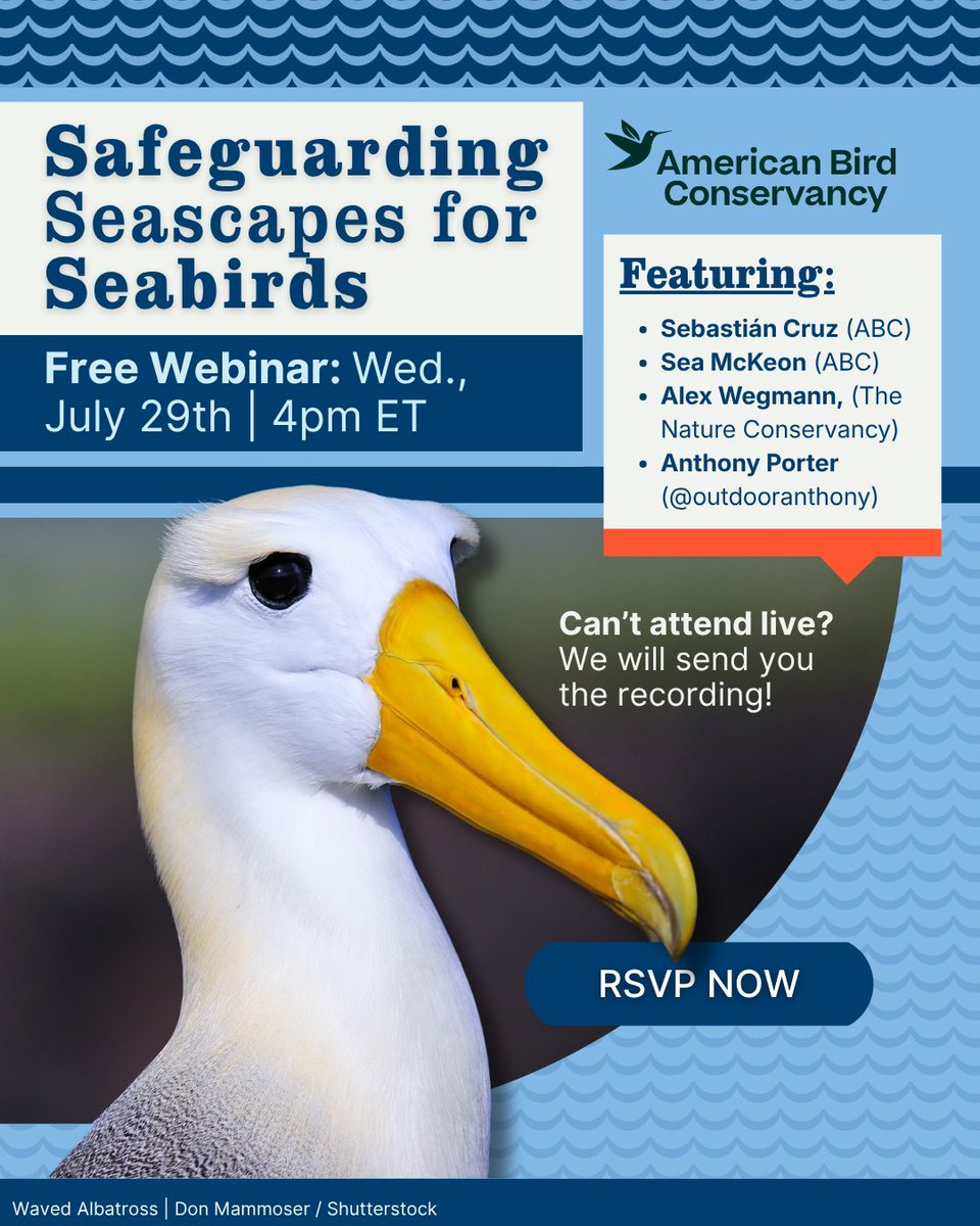 ABCbirds's tweet photo. Can we turn the tide for seabirds? 
🌊
Hosted by @jerutter, this free webinar will have insights from Sebastián Cruz &amp; Sea McKeon (AbcBirds Marine), Anthony Porter, and Alex Wegmann (@nature_org).

Can't join us? Register and we'll send you the recording:
https://t.co/Ca0wo5yFvc https://t.co/JLSLXyC8sZ