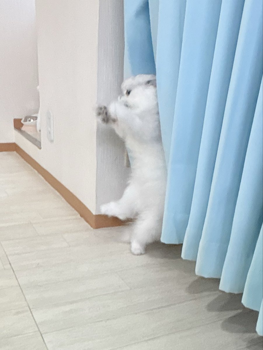 Chikakojune's tweet photo. 可愛さの中に野生を秘めたゆゆゆ🦁。
#猫カフェラグドールとうふ https://t.co/g83qvjLW19