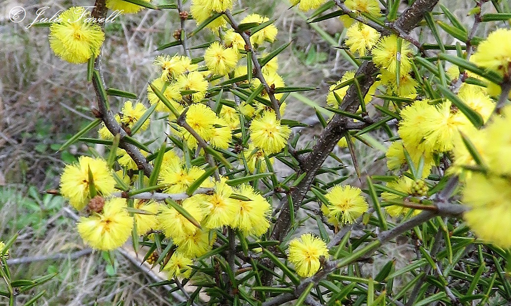 info_leg's tweet photo. Flowering now - Acacia asparagoides, Erect or spreading shrub 0.3–2 m high, Inflorescences 1 in axil of phyllodes on an axis to 0.5 mm long; peduncles 1–3 mm L,  15–30-flowers, bright yellow. Pods shallowly to strongly curved, , 1.5–5 cm long, 2.5–4 mm wide, https://t.co/LY8W4p6ZhW