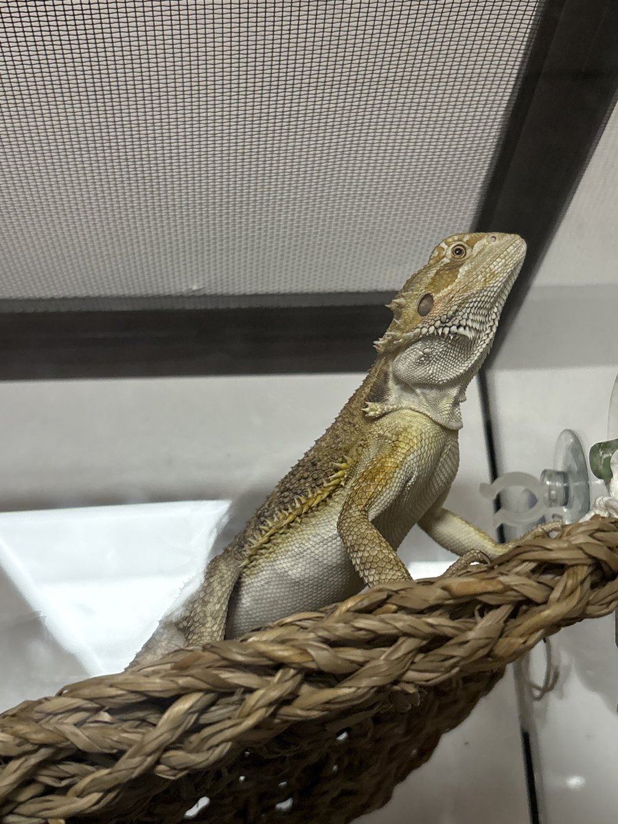 RaRaRa3322222's tweet photo. pulled up to work and we got a lizard now https://t.co/sqYbKAfk91