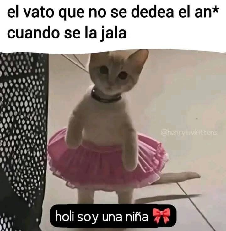 Sigo femboys tweet media