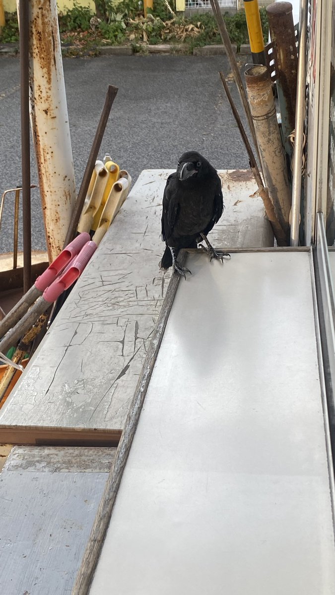 惰弱なウラんふ@*'ω'*)ゞﾝﾌ! tweet media